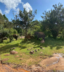 Yala Expeditions