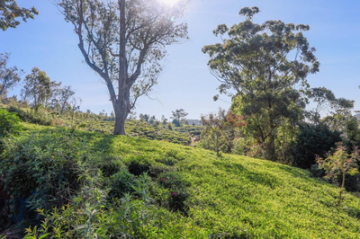 Sailors Cabin Nuwaraeliya