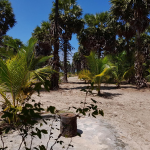 Malabar Beach Walk