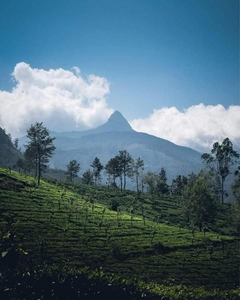 Daresh home stay