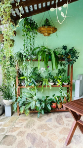 Bouganvilla House