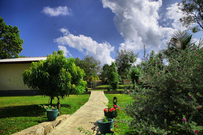 Jungle Paradise