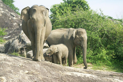 Share Safari House Udawalawe