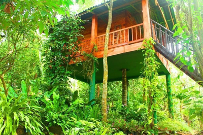 The Hidden Treehouse