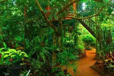 The Hidden Treehouse