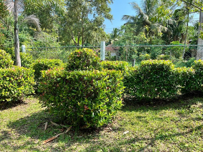 Green Villa