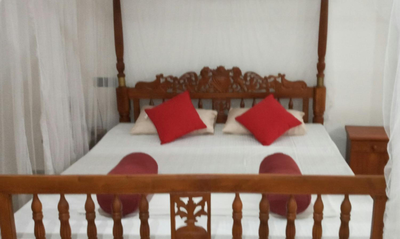 Coral Reef Guest