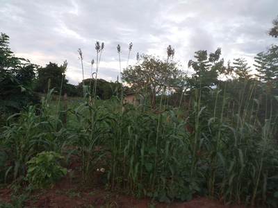 Gimhana farmstay
