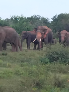 Ethili Lake view & Safari Camp