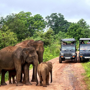 wild house safari stay