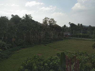 Paddy view guest