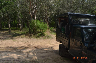 Forest Thanamalwila