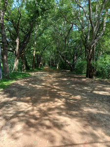Forest Thanamalwila