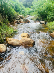 Ohiya Alpine River Lodge