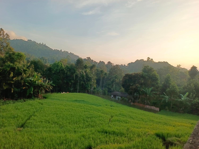 Black Lotus Resort