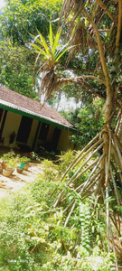 Prasad home