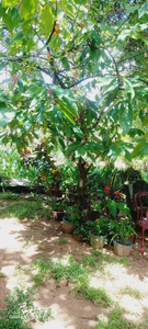 Prasad home