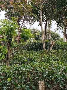 Sapugolla Family Resort