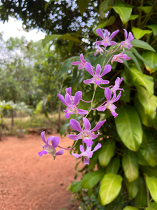 Sigiri Rangana Guesthouse