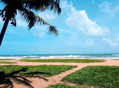 Mbeach Nest