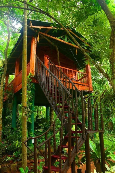 The Hidden Treehouse