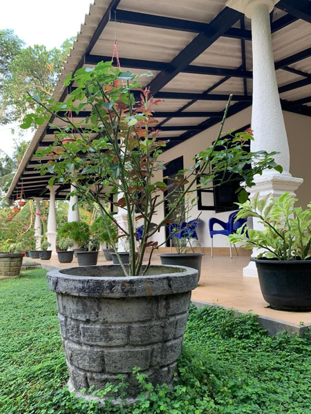 Cinnamon Garten