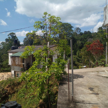 Mayura Villa - Hotel exterior or room view