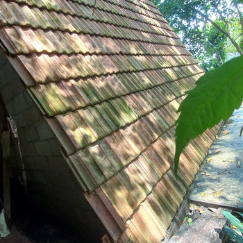 Whispering Woods Ella - Hotel exterior or room view