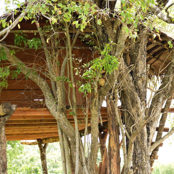 Habarana Wildwood Treehouse - Hotel exterior or room view