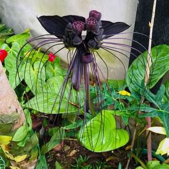 Moonstar Villa - Hotel exterior or room view