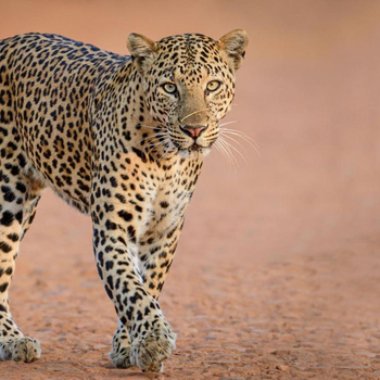 Yala Shenu Safari Inn - Hotel exterior or room view