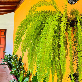 Breeze of Paradise - Hotel exterior or room view