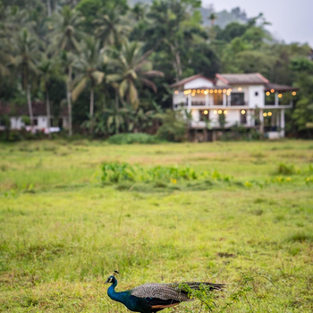 Wildlife Kingdom - Deniyaya Sinharaja - Hotel exterior or room view