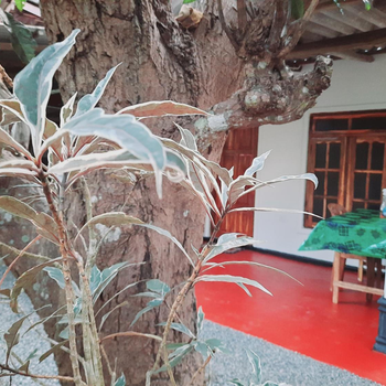 Sigiri Dasa Villa - Hotel exterior or room view