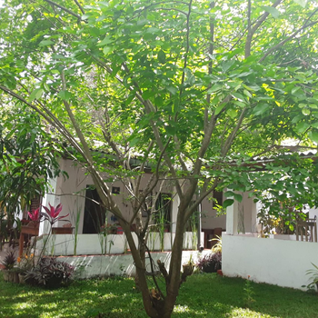 Disna Homestay - Hotel exterior or room view