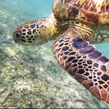 Turtle Point Homestay sea view - Hotel exterior or room view