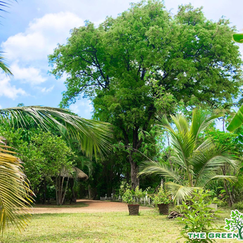 The Green Garden - Hotel exterior or room view